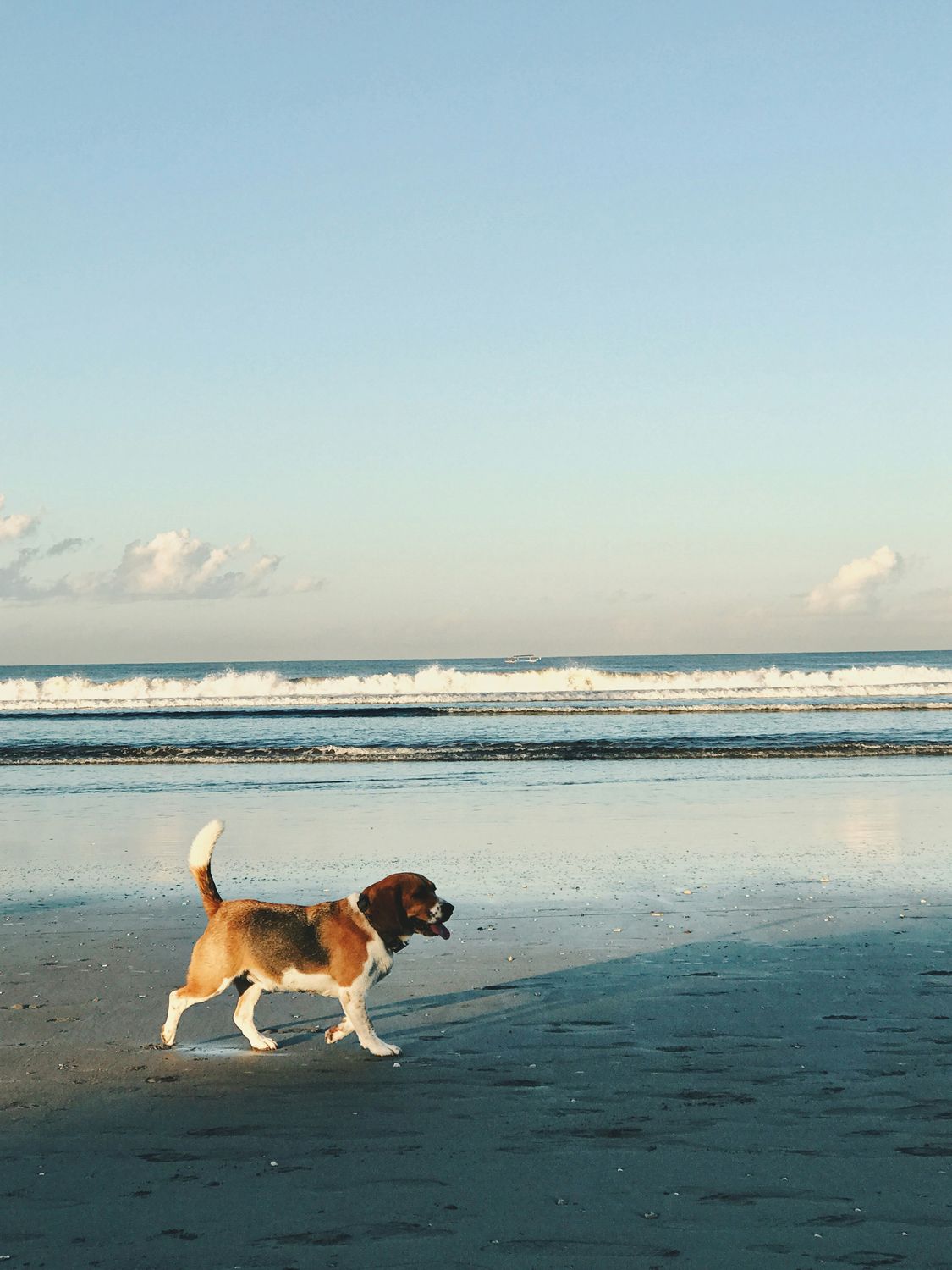 A dog on a Bali beach at sunrise